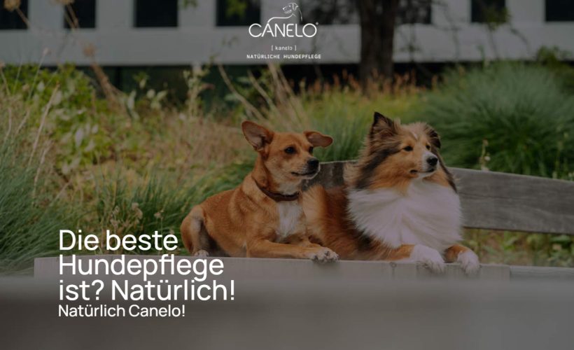 CANELO-Bild CANELO-Bild